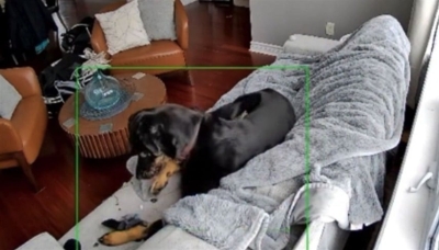 شاهد.. كلبة تتسبب في حريق هائل داخل منزل