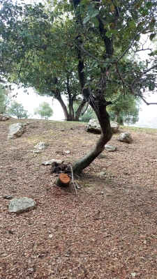 مخربون يعيثون فسادا في غابة وصفي التل دون رقيب ولا حسيب - صور