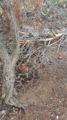 مخربون يعيثون فسادا في غابة وصفي التل دون رقيب ولا حسيب - صور