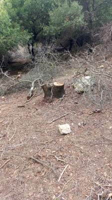 مخربون يعيثون فسادا في غابة وصفي التل دون رقيب ولا حسيب - صور