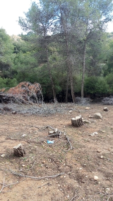 مخربون يعيثون فسادا في غابة وصفي التل دون رقيب ولا حسيب - صور
