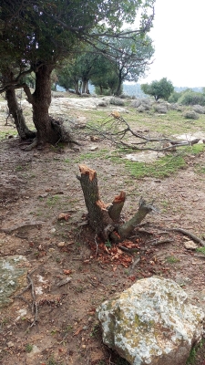 مخربون يعيثون فسادا في غابة وصفي التل دون رقيب ولا حسيب - صور