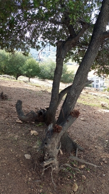 مخربون يعيثون فسادا في غابة وصفي التل دون رقيب ولا حسيب - صور