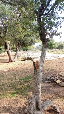 مخربون يعيثون فسادا في غابة وصفي التل دون رقيب ولا حسيب - صور