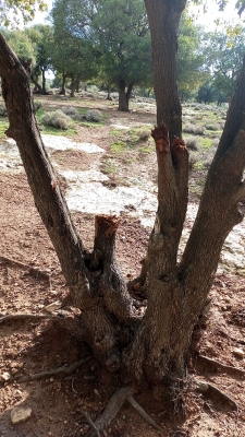 مخربون يعيثون فسادا في غابة وصفي التل دون رقيب ولا حسيب - صور