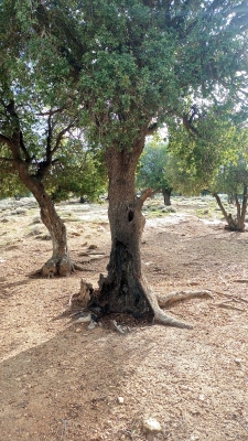 مخربون يعيثون فسادا في غابة وصفي التل دون رقيب ولا حسيب - صور