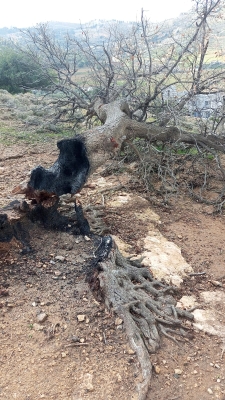 مخربون يعيثون فسادا في غابة وصفي التل دون رقيب ولا حسيب - صور