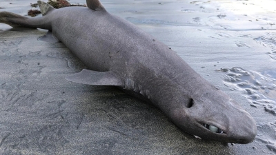 قرش الأنمي في إسبانيا.. ملامح غريبة ومفاجأة مرعبة داخل أحشائه