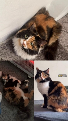 الاردن.. مكافأة 100 دينار لمن يعثر على هذه القطة - صور