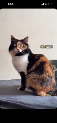 الاردن.. مكافأة 100 دينار لمن يعثر على هذه القطة - صور