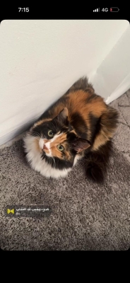 الاردن.. مكافأة 100 دينار لمن يعثر على هذه القطة - صور