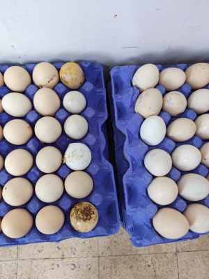 الاردن .. الغذاء والدواء:  إيقاف 7 منشآت عن العمل وإغلاق مشغل كيك - صور