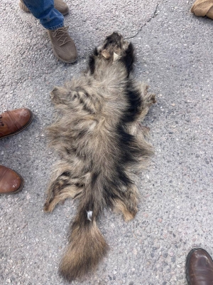 الاردن.. ضبط شخص على خلفية نشره إعلانات لبيع طيور مهددة بالانقراض - صور