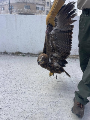 الاردن.. ضبط شخص على خلفية نشره إعلانات لبيع طيور مهددة بالانقراض - صور