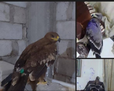 الاردن.. ضبط شخص على خلفية نشره إعلانات لبيع طيور مهددة بالانقراض - صور