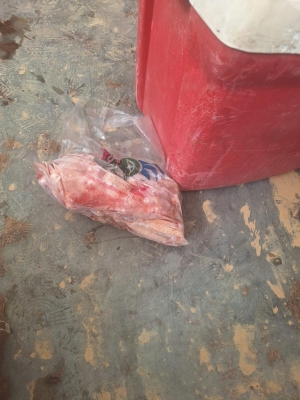 اربد .. إتلاف 240 كغم من الدجاج المجمد مجهول المصدر - صور