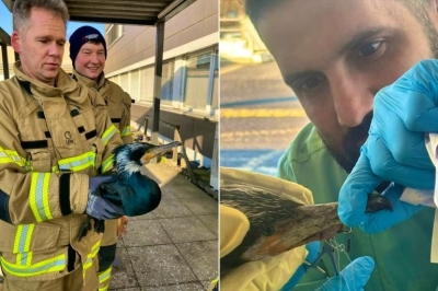 مشهد غير مألوف.. غراب بحر مصاب يطرق باب الطوارئ في مستشفى طلبا للنجدة