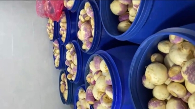 الاردن .. الغذاء والدواء تُغلق مشغل مخللات غير مرخّص