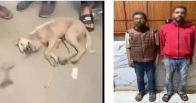 مصر.. كشف ملابسات فيديو لقتل كلب