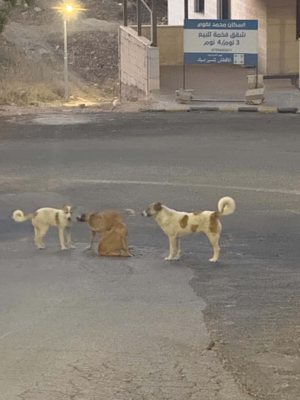 كلاب ضالة تثير الهلع بين سكان أبو السوس والبيادر ومطالبات بتدخل عاجل