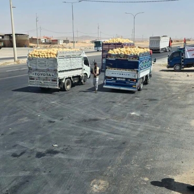 وقفة لمزارعي جنوب الأردن احتجاجًا على انهيار الأسعار – صور