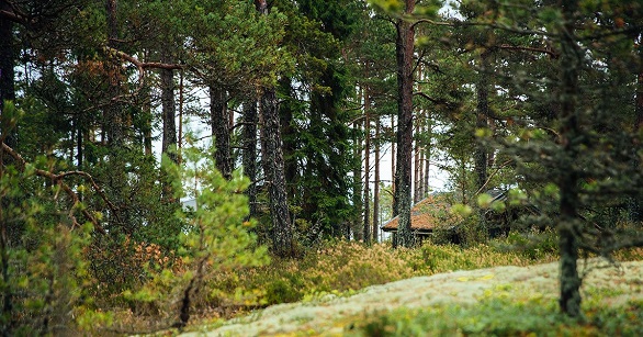 جزيرة للنساء فقط