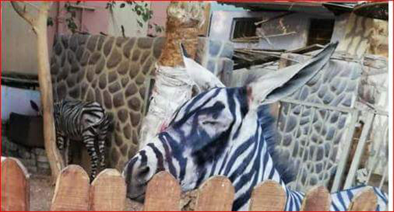 حمار وحشي مزيف بحديقة حيوان مصرية -صور