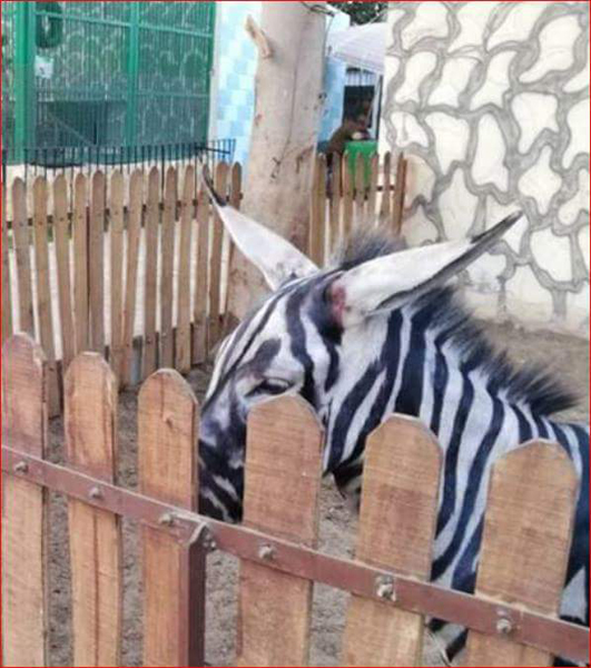 حمار وحشي مزيف بحديقة حيوان مصرية -صور