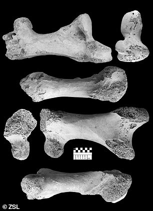 أكبر طائر في التاريخ -صور