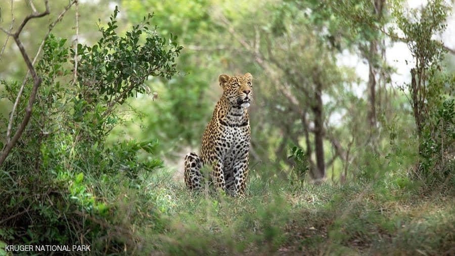 فهد يقتل طفلا وسط أهله