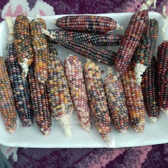 لأول مرة .. ذرة ملونة في الكرك - صور