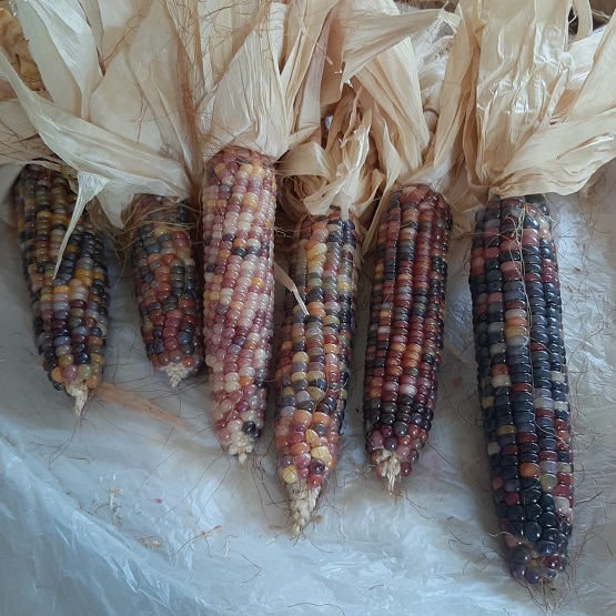 لأول مرة .. ذرة ملونة في الكرك - صور