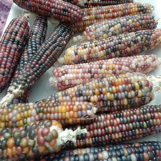 لأول مرة .. ذرة ملونة في الكرك - صور