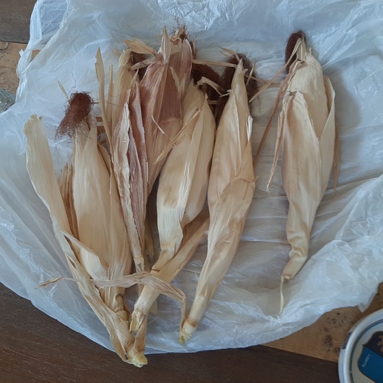 لأول مرة .. ذرة ملونة في الكرك - صور