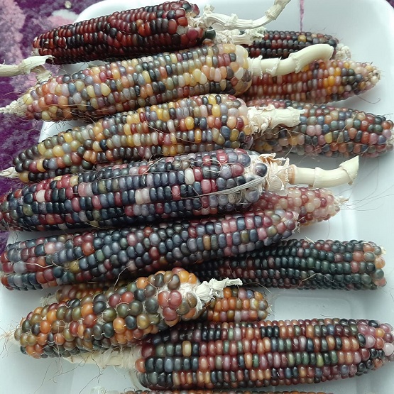 لأول مرة .. ذرة ملونة في الكرك - صور