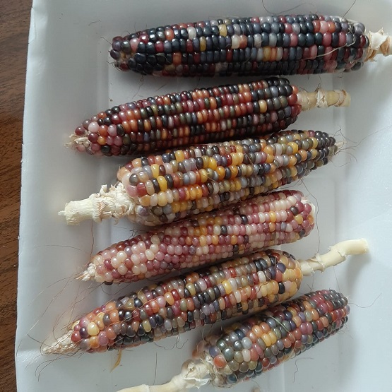 لأول مرة .. ذرة ملونة في الكرك - صور