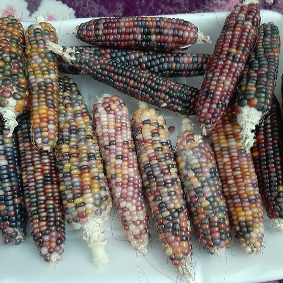 لأول مرة .. ذرة ملونة في الكرك - صور