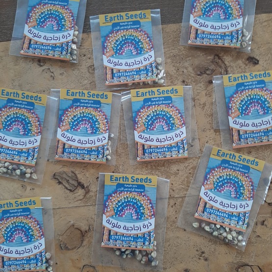 لأول مرة .. ذرة ملونة في الكرك - صور