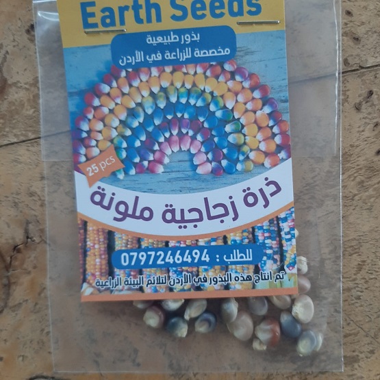 لأول مرة .. ذرة ملونة في الكرك - صور