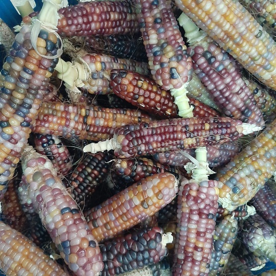 لأول مرة .. ذرة ملونة في الكرك - صور