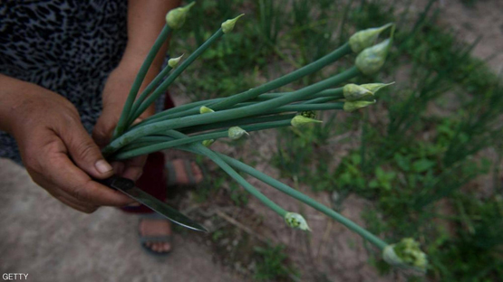 الثوم المعمر.. نبات مغمور ذو منافع كثيرة