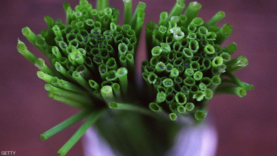 الثوم المعمر.. نبات مغمور ذو منافع كثيرة