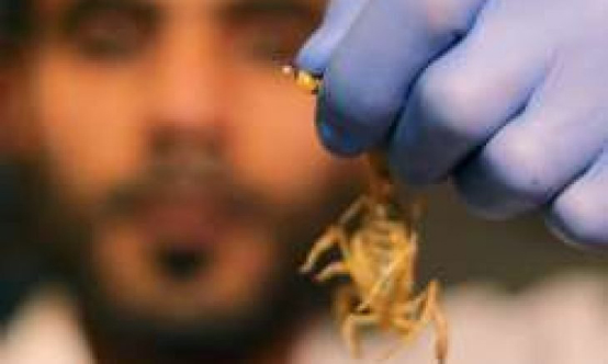 مصري يجني ثروة من سموم العقارب - صور