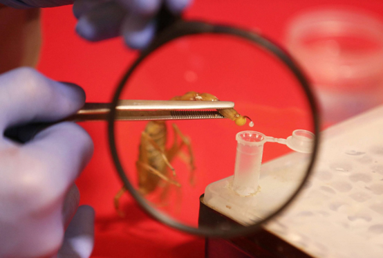 مصري يجني ثروة من سموم العقارب - صور