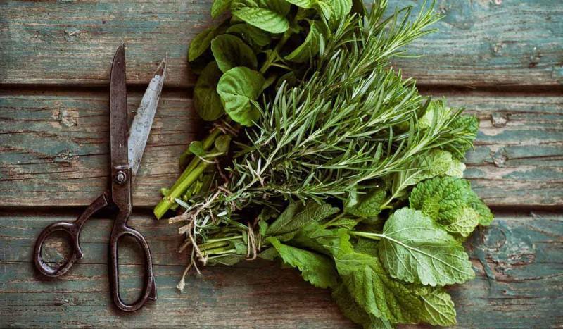 تعالج العقم فوائد عشبة المدينة للرجل