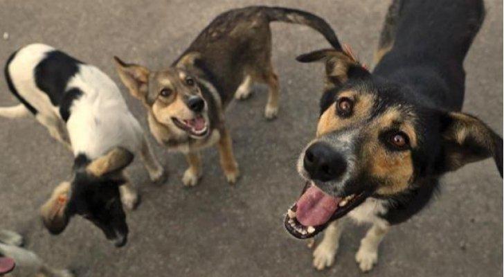 طلبات الكترونية لضبط الكلاب الضالة 