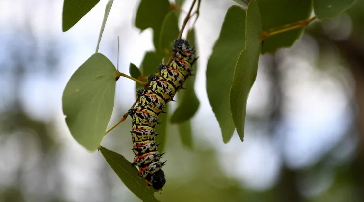 مواصفاتها عجيبة اكتشاف أغرب دودة في باطن الأرض