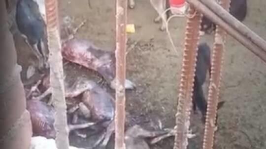 العثور على حمير مذبوحة ومسلوخة في مصر  فيديو 