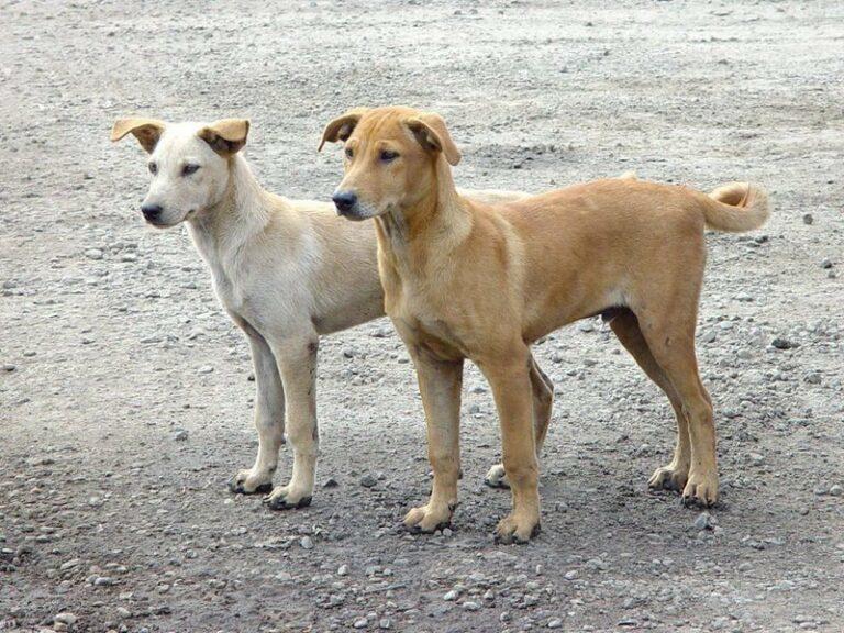 الكلاب الضالة أذى يطال حتى الأموات 