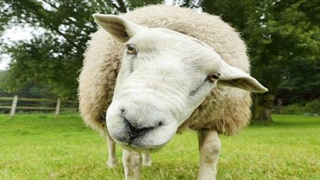 الخروف الجورجي يخيب آمال الأردنيين